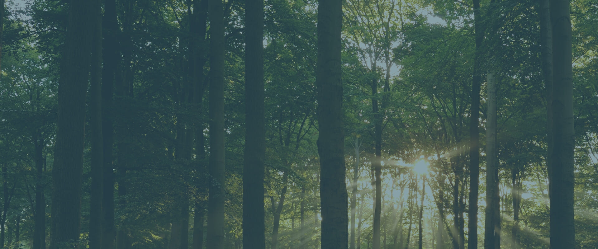 Timber Industry